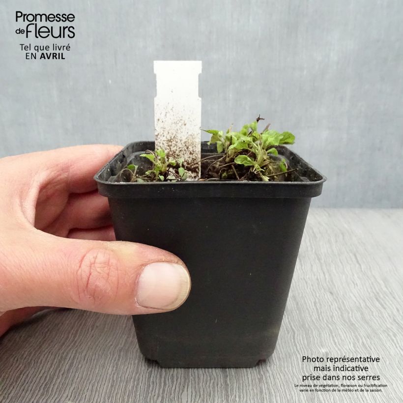 Exemplaar van Viola reichenbachiana - Donkersporig bosviooltje Kweekpotje van 8/9 cm zoals geleverd in de lente