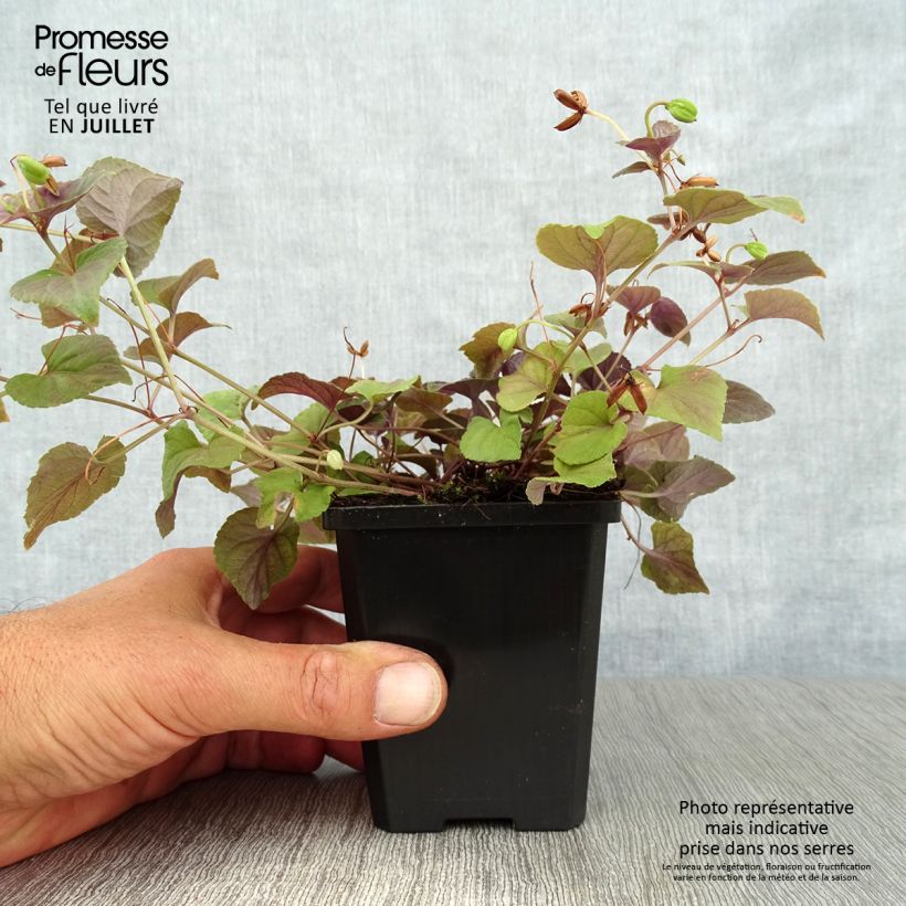 Exemplaar van Viola riviniana var. purpurea - Bleeksporig bosviooltje Kweekpotje van 8/9 cm zoals geleverd in de zomer