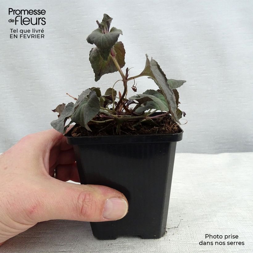 Example of Violette du Labrador - Viola labradorica Kweekpotje van 8/9 cm as you get in hiver