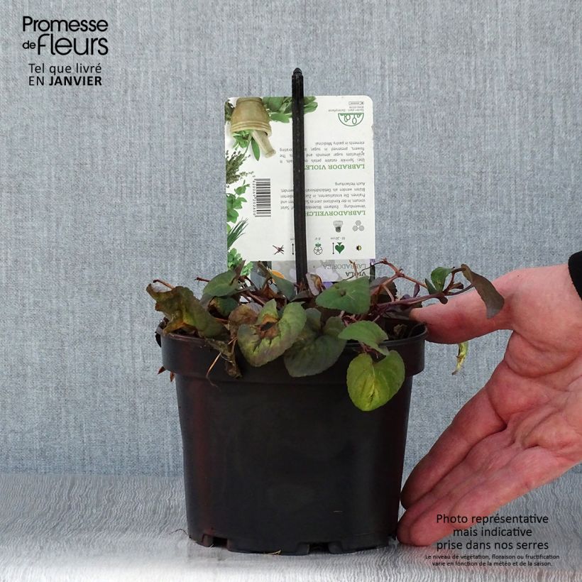 Example of Violette du Labrador - Viola labradorica Pot van 1,5 l/2 l as you get in hiver
