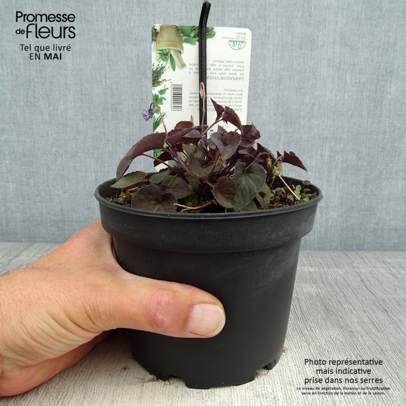 Exemplaar van Viola riviniana var. purpurea - Bleeksporig bosviooltje Pot van 1,5 l/2 l zoals geleverd in de lente