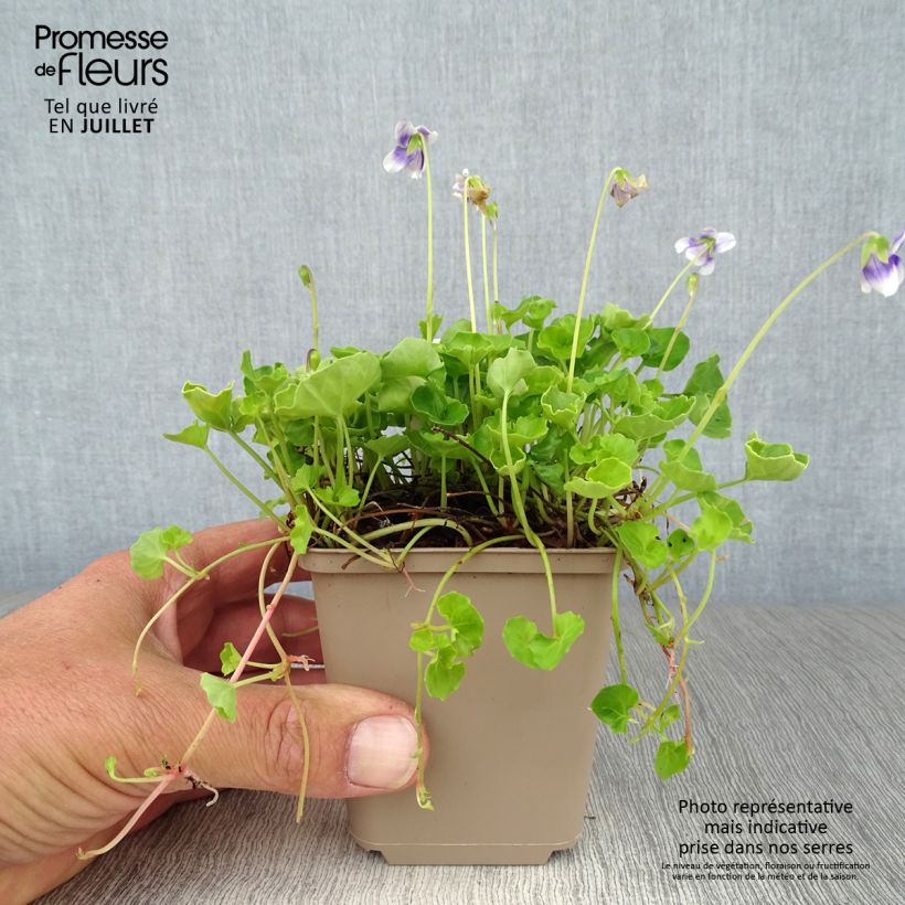 Exemplaar van Viola hederacea - Klimopviooltje Kweekpotje van 8/9 cm zoals geleverd in de zomer