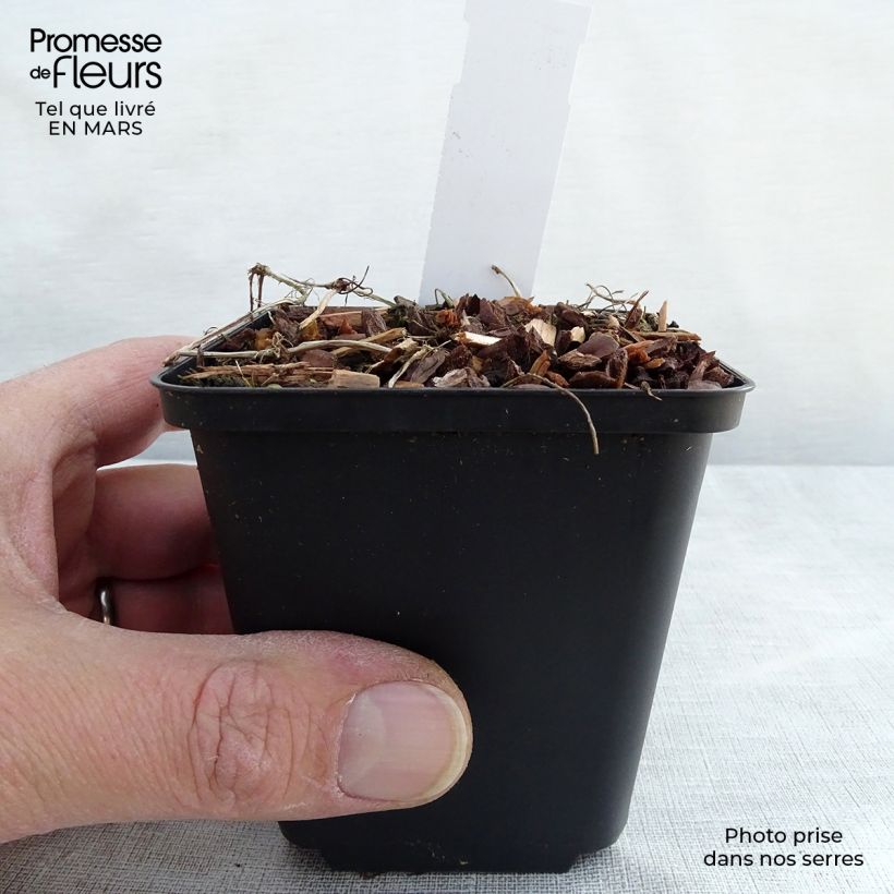 Exemplaar van Viola hederacea - Klimopviooltje Kweekpotje van 8/9 cm zoals geleverd in de lente