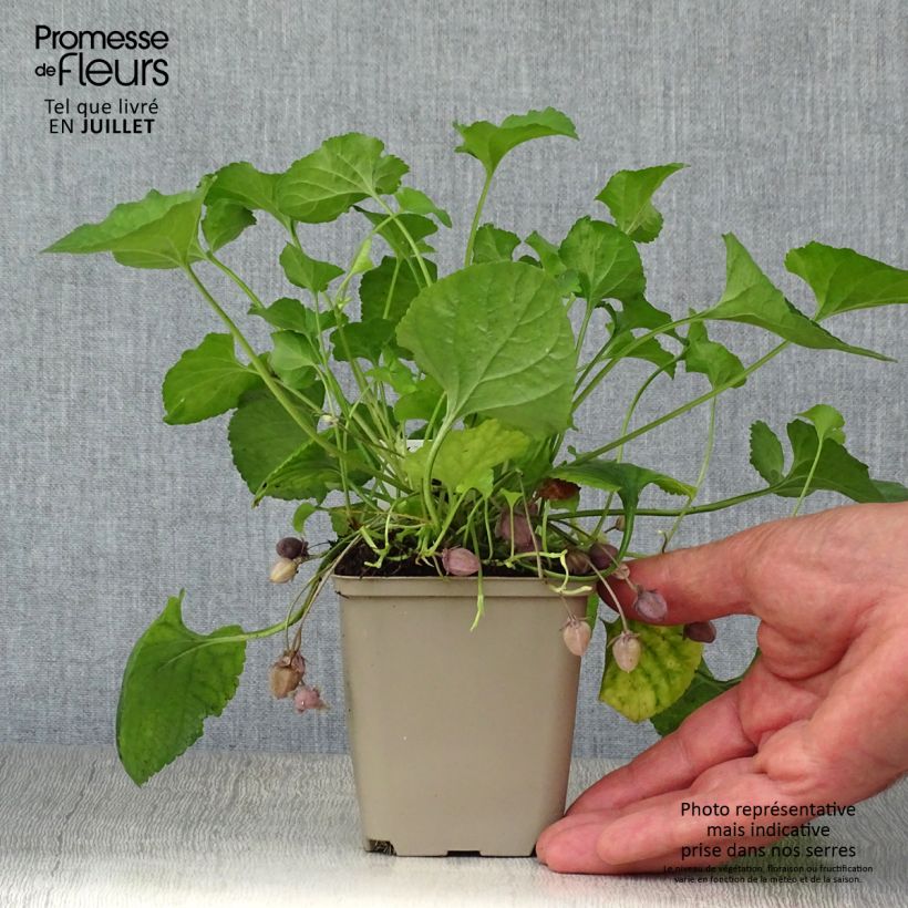 Exemplaar van Viola odorata Königin Charlotte - Geurviooltje Kweekpotje van 8/9 cm zoals geleverd in de zomer
