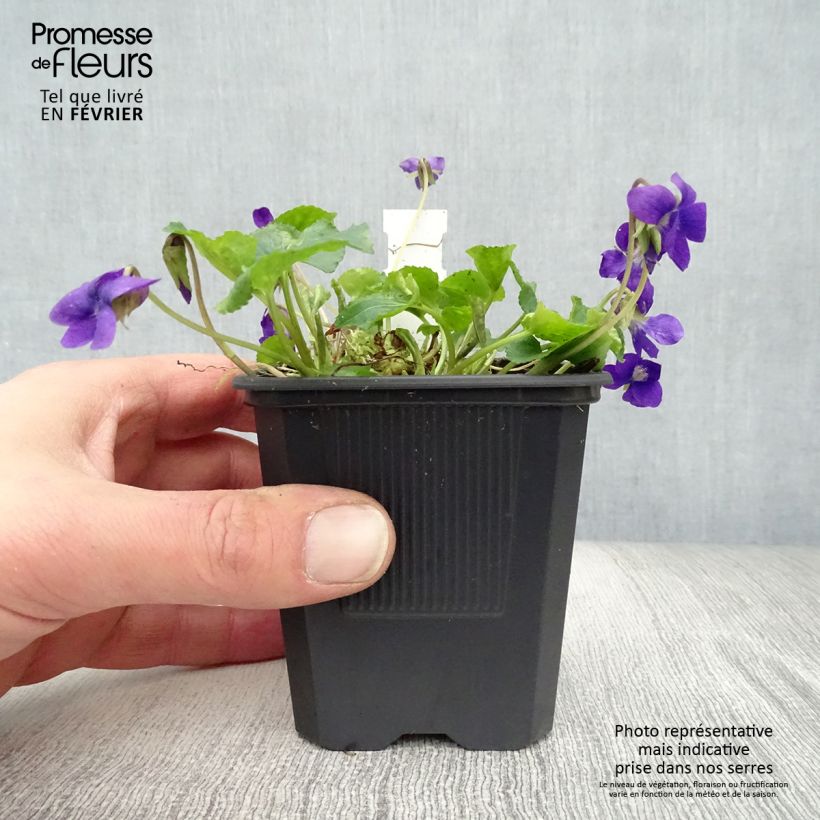 Example of Violette odorante Mrs Pinehurst - Viola odorata Kweekpotje van 8/9 cm as you get in hiver