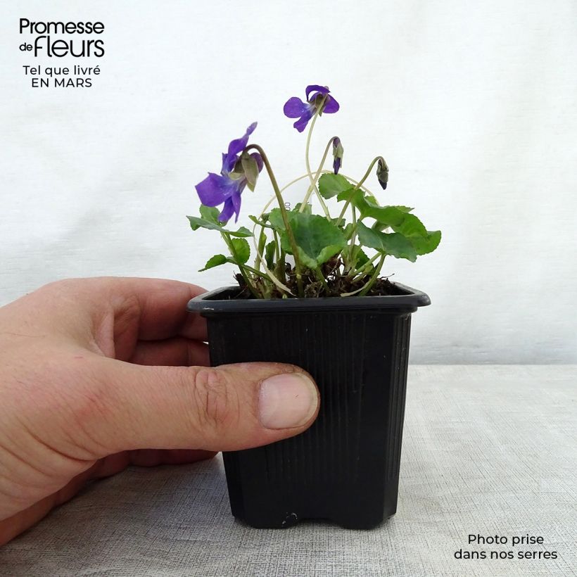 Exemplaar van Viola odorata Mrs Pinehurst - Geurviooltje Kweekpotje van 8/9 cm zoals geleverd in de lente