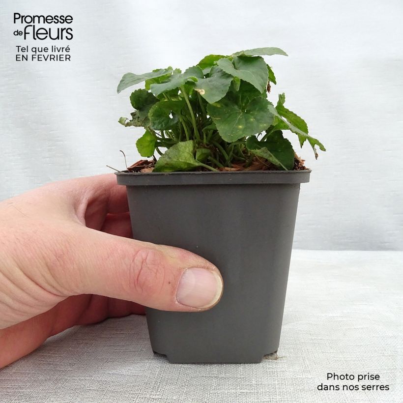 Exemplaar van Viola odorata Vanilla - Geurviooltje Kweekpotje van 8/9 cm zoals geleverd in de winter