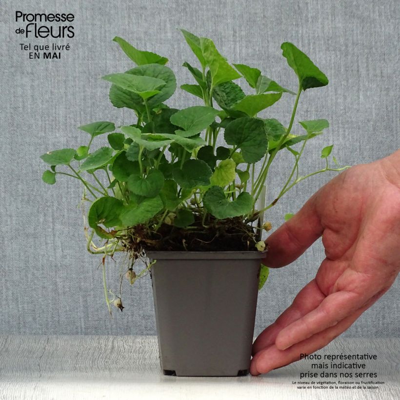 Exemplaar van Viola odorata Alba - Geurviooltje Kweekpotje van 8/9 cm zoals geleverd in de lente