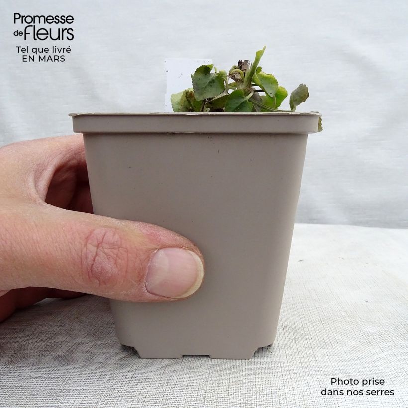 Exemplaar van Viola odorata - Geurviooltje Kweekpotje van 8/9 cm zoals geleverd in de lente