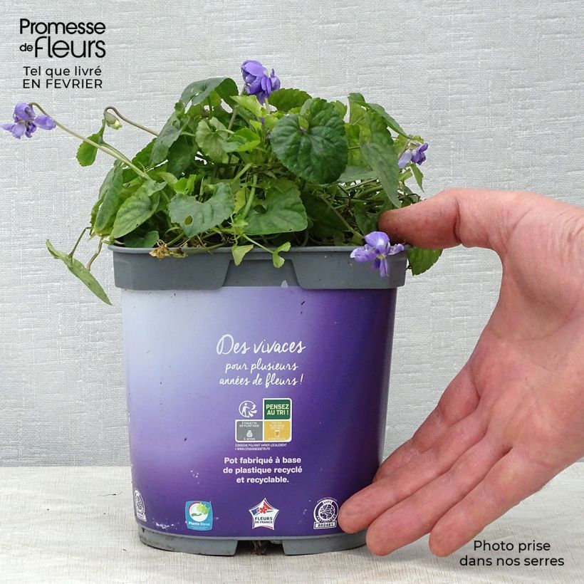 Example of Viola odorata Plena - Geurviooltje Pot van 2 l/3 l as you get in hiver