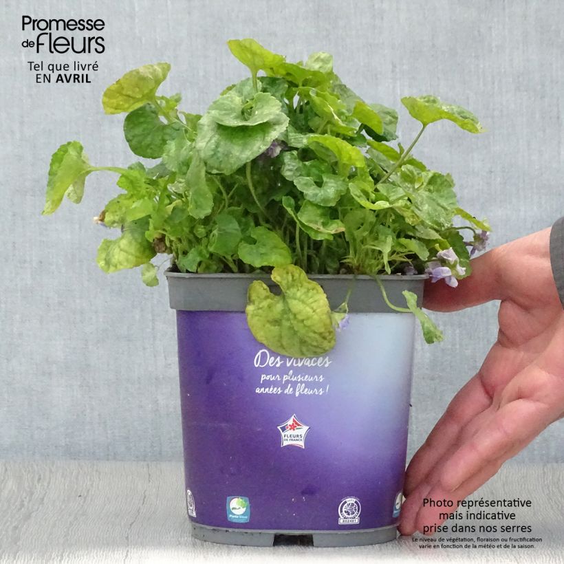 Exemplaar van Viola odorata Plena - Geurviooltje Pot van 2 l/3 l zoals geleverd in de lente