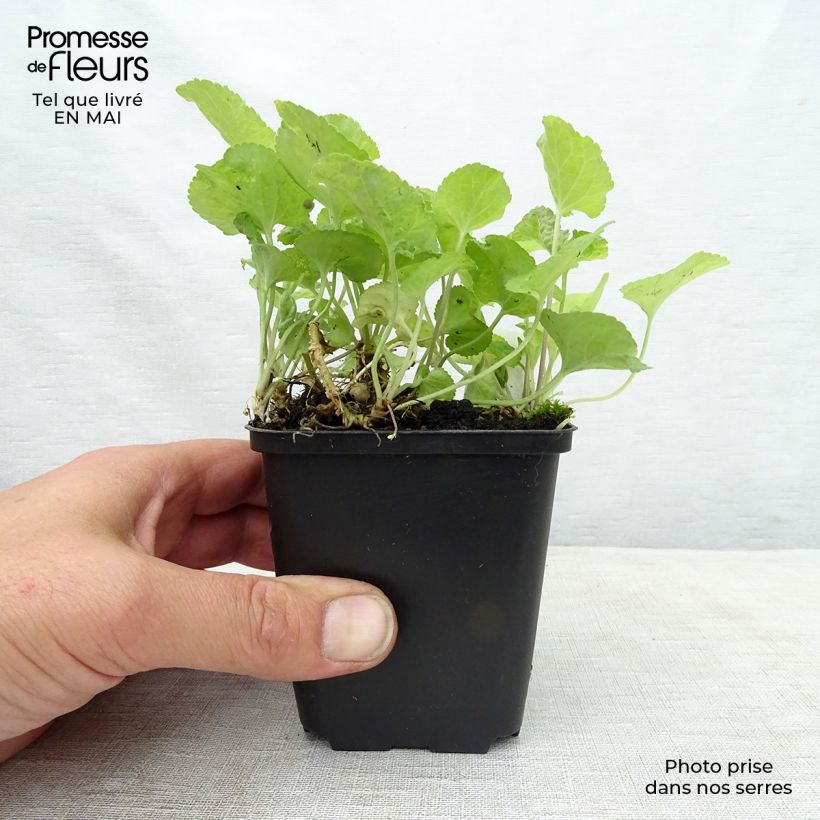 Exemplaar van Viola odorata Red Charm - Geurviooltje Kweekpotje van 8/9 cm zoals geleverd in de lente