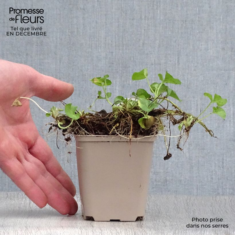 Example of Viola odorata Reine Des Blanches - Geurviooltje Kweekpotje van 8/9 cm as you get in hiver