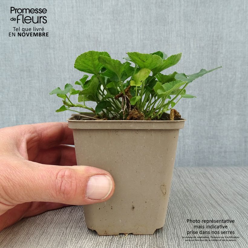 Exemplaar van Viola odorata Reine Des Blanches - Geurviooltje Kweekpotje van 8/9 cm zoals geleverd in de herfst