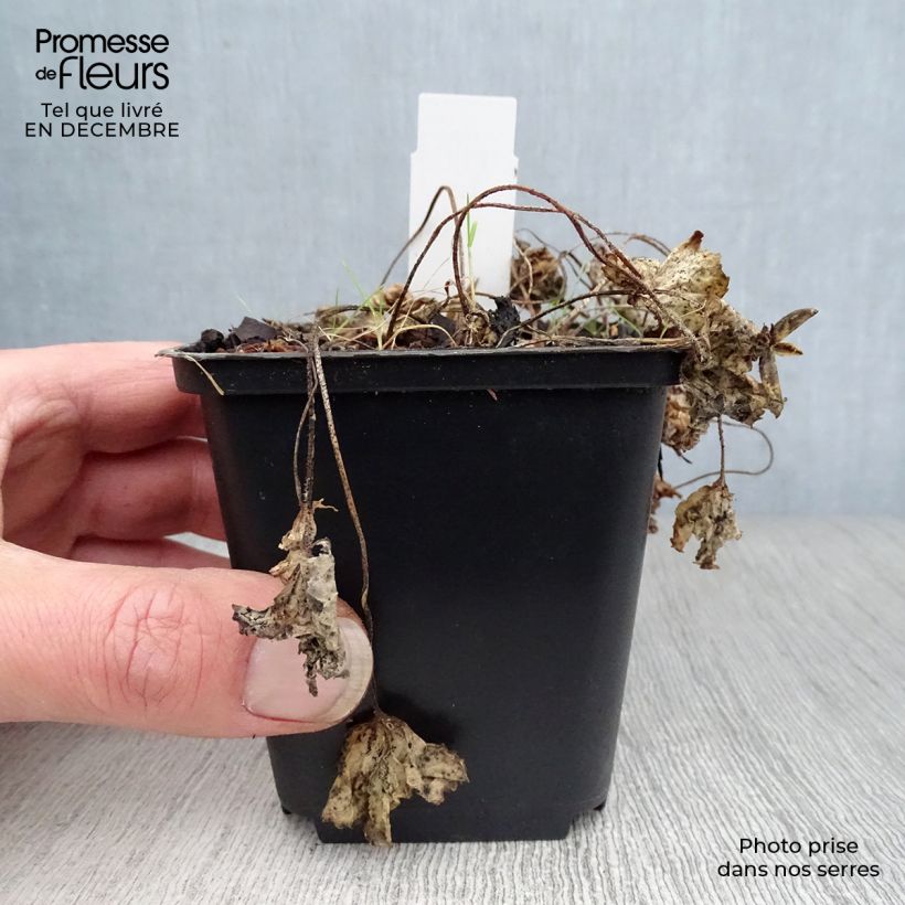 Example of Violette vivace - Viola sororia Albiflora Kweekpotje van 8/9 cm as you get in hiver