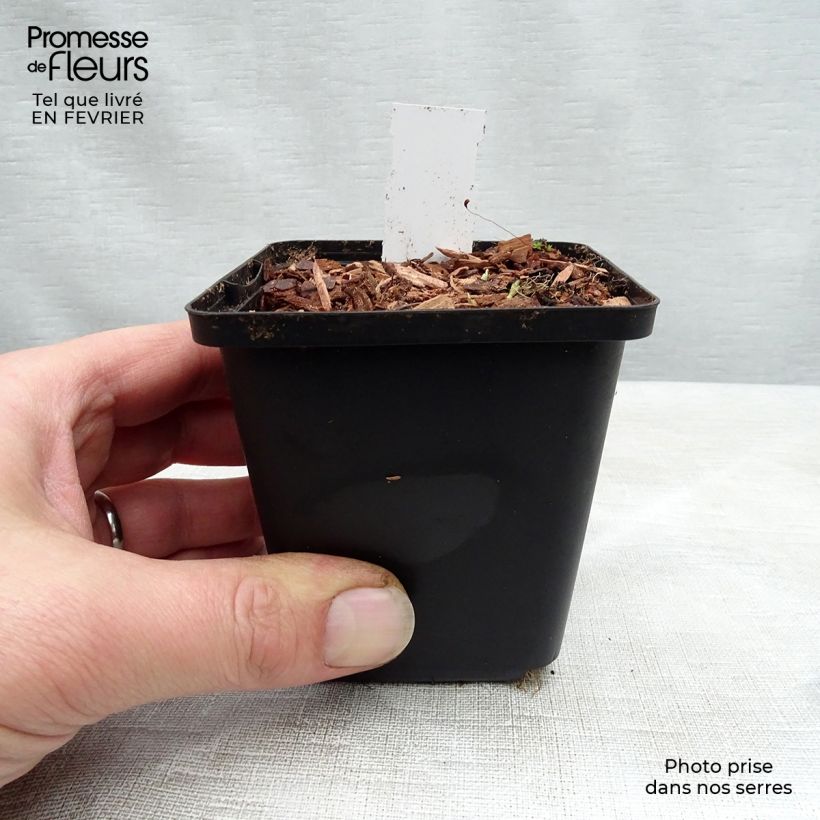 Example of Violette vivace - Viola sororia Freckles, pensée Kweekpotje van 8/9 cm as you get in hiver