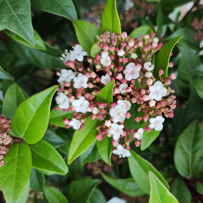 Viburnum tinus Spirit - Lauriersneeuwbal (Flowering)