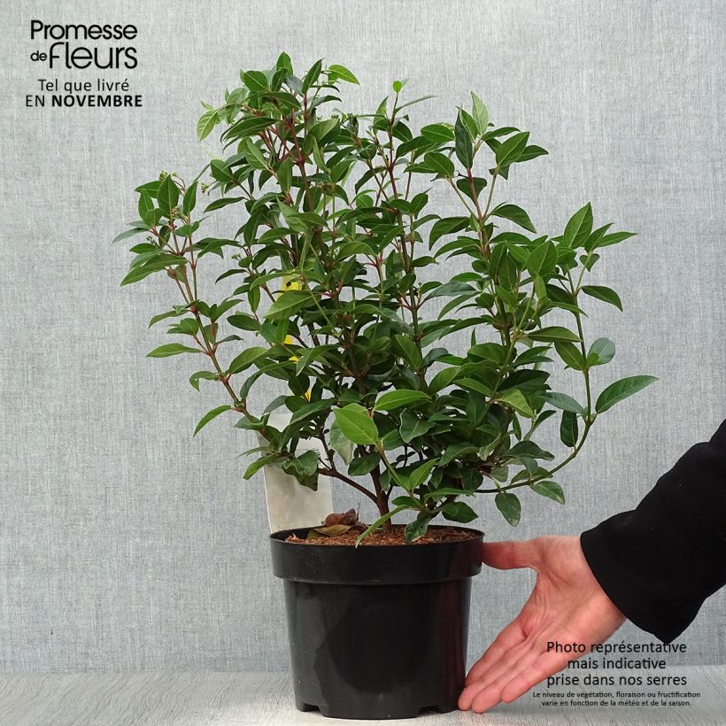 Exemplaar van Viburnum tinus Spirit - Lauriersneeuwbal Pot van 1,5 l/2 l zoals geleverd in de herfst