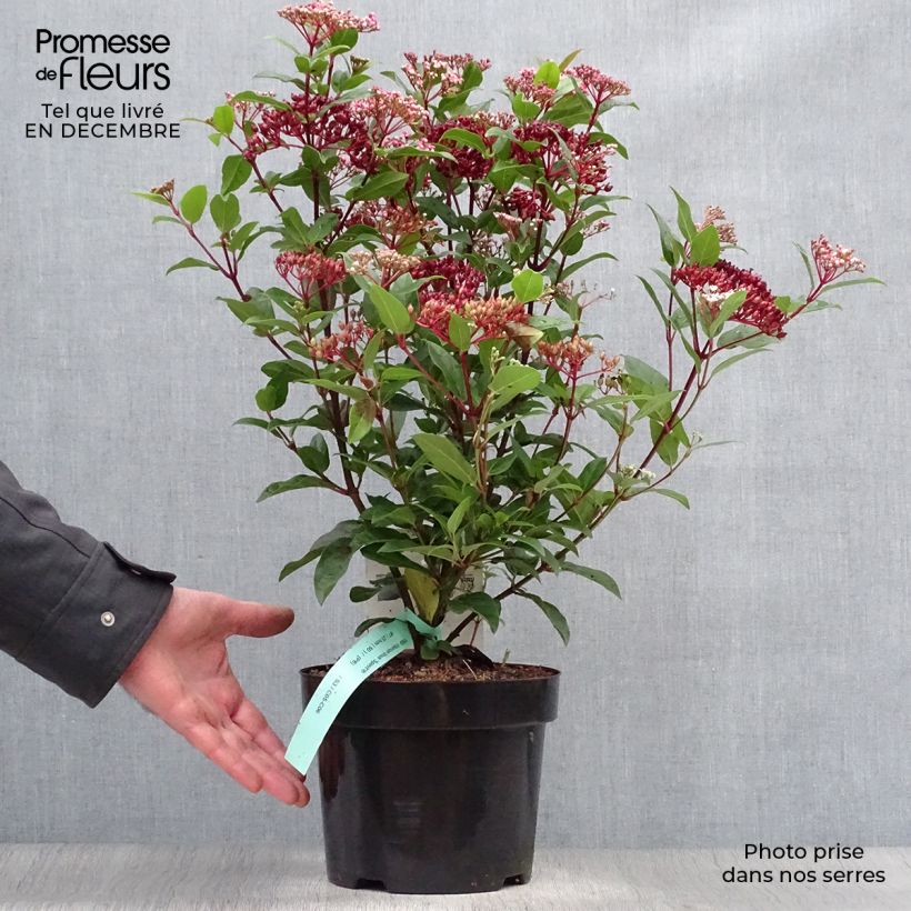 Example of Viorne, Laurier Tin- Viburnum tinus Spirit Pot van 1,5 l/2 l as you get in hiver
