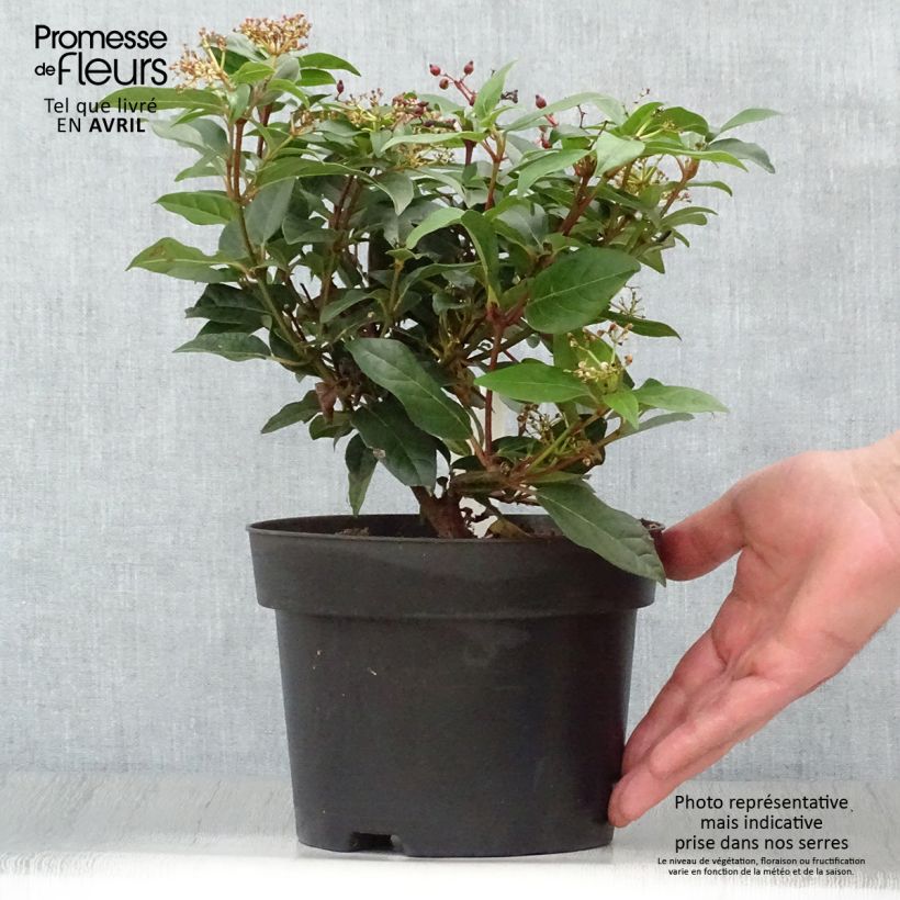 Exemplaar van Viburnum tinus Spirit - Lauriersneeuwbal Pot van 1,5 l/2 l zoals geleverd in de lente