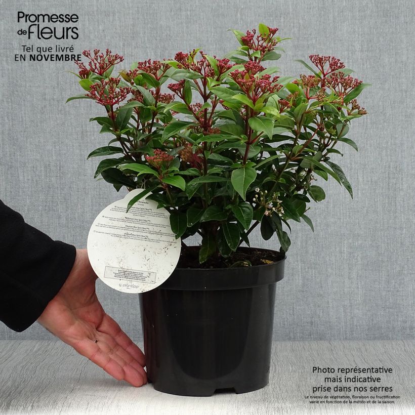 Exemplaar van Viburnum tinus Spirit - Lauriersneeuwbal Pot van 3 l/4 l zoals geleverd in de herfst