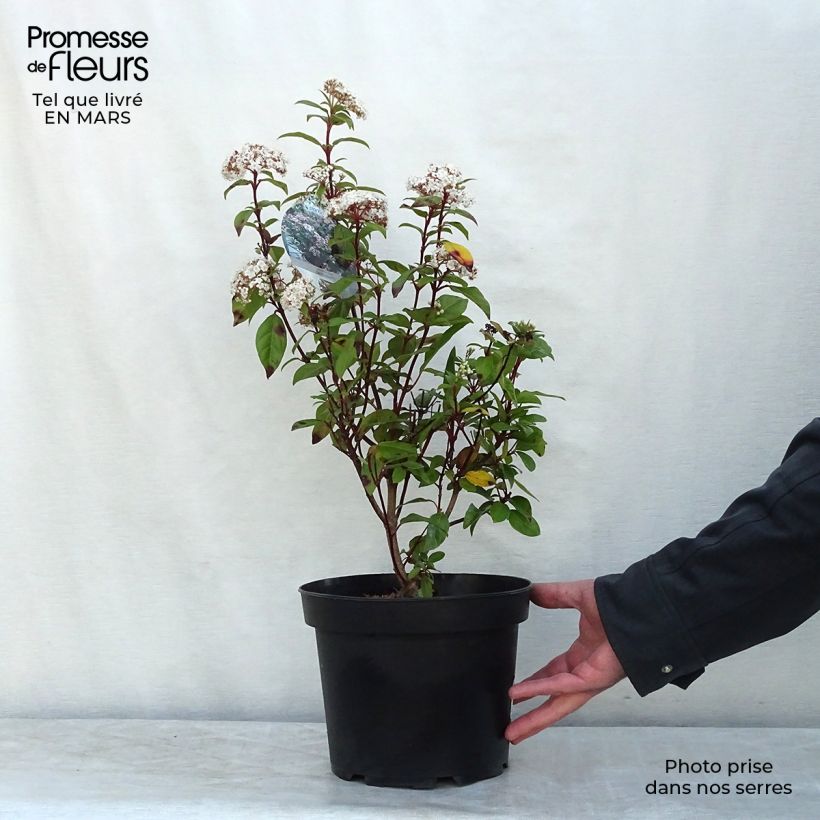 Example of Viorne, Laurier Tin- Viburnum tinus Spirit Pot van 3 l/4 l as you get in hiver
