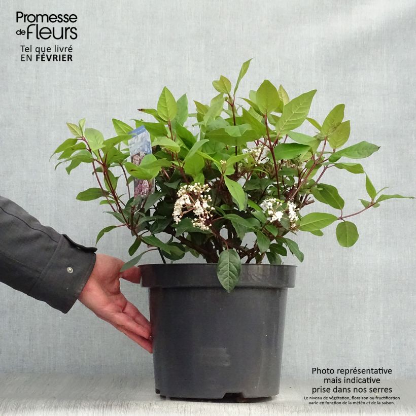 Example of Viorne, Laurier Tin- Viburnum tinus Spirit Pot van 7,5 l/10 l as you get in hiver