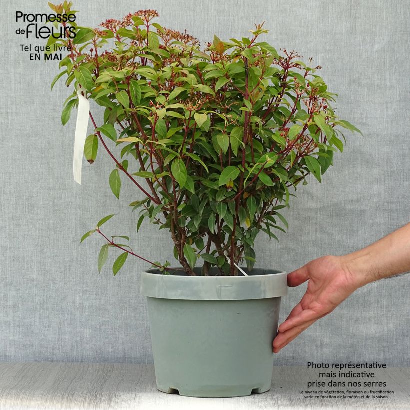 Exemplaar van Viburnum tinus Spirit - Lauriersneeuwbal Pot van 7,5 l/10 l zoals geleverd in de lente