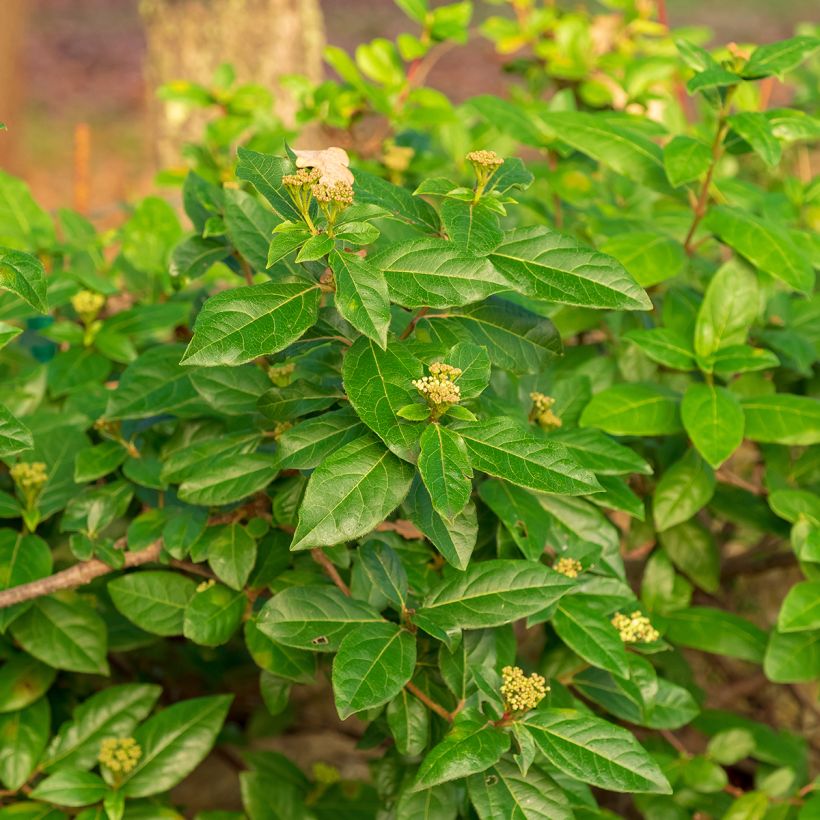 Viburnum tinus - Lauriersneeuwbal (Foliage)