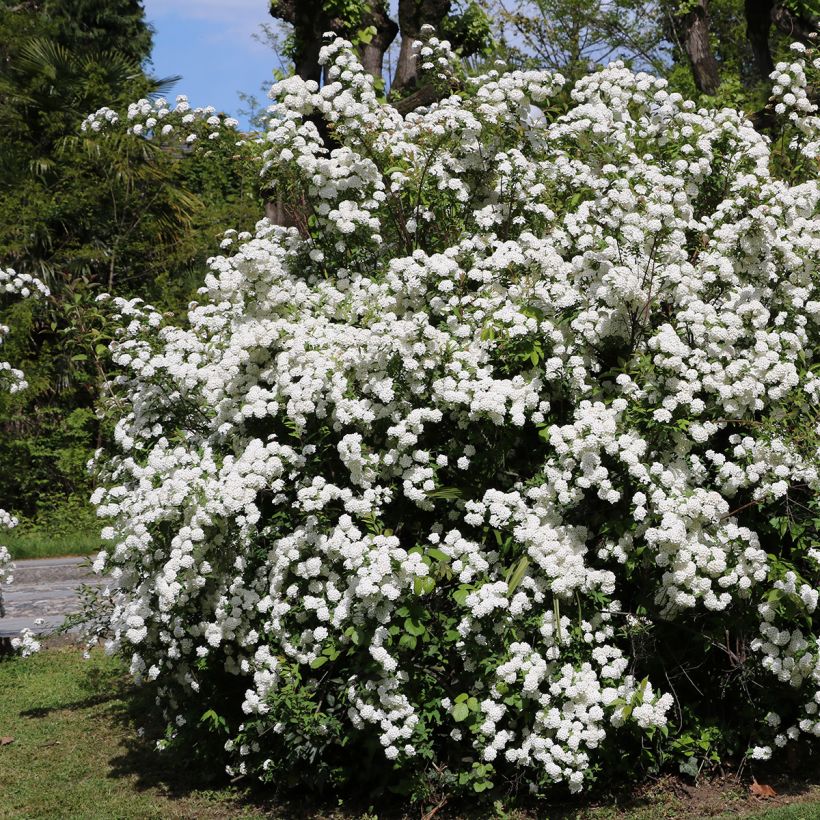 Viburnum tinus - Lauriersneeuwbal (Plant habit)