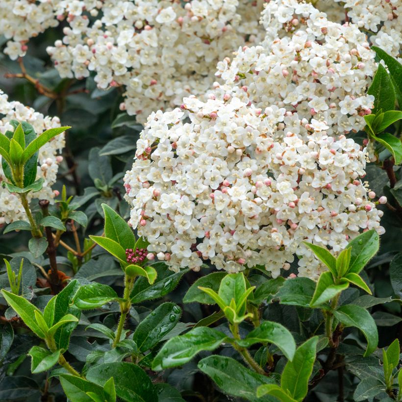 Viburnum tinus - Lauriersneeuwbal (Bloei)