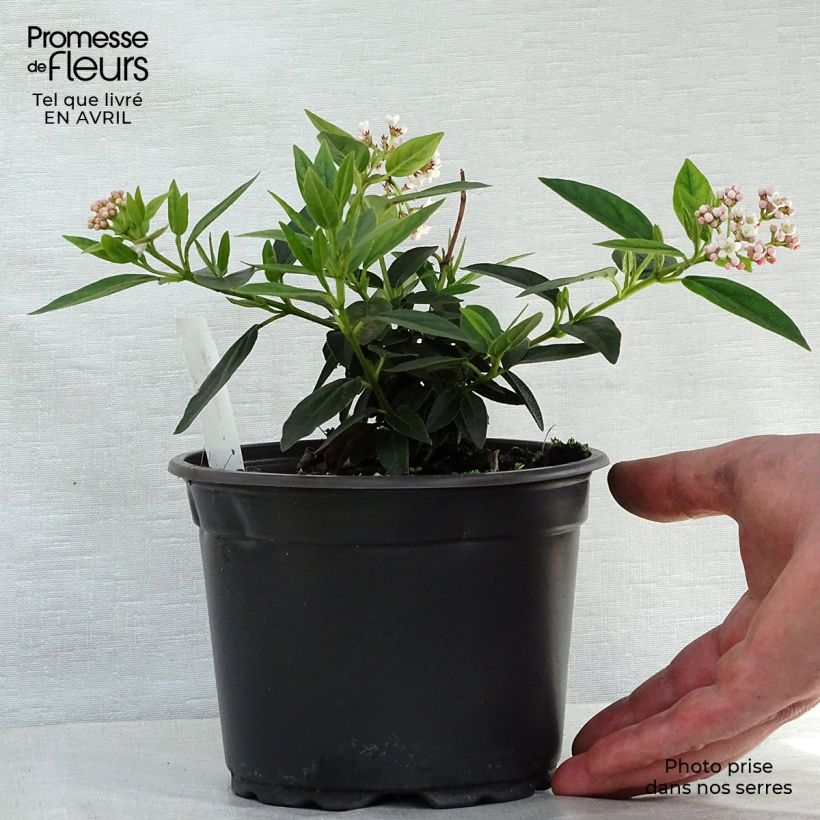 Exemplaar van Viburnum tinus - Lauriersneeuwbal Pot van 2 l/3 l zoals geleverd in de lente