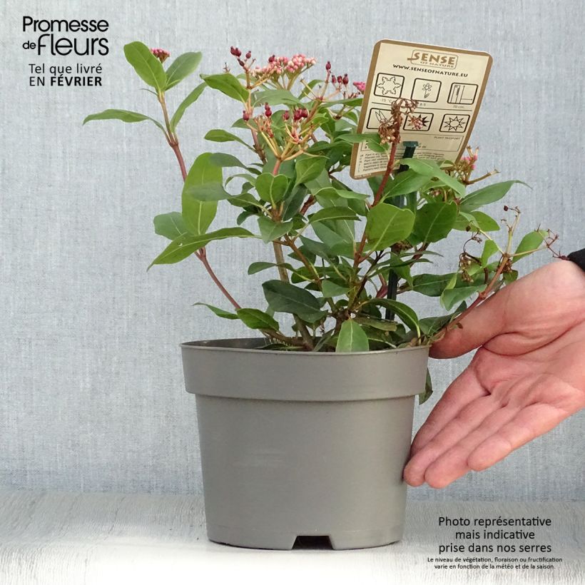 Example of Viorne, Laurier tin - Viburnum tinus Gwenlian Pot van 2 l/3 l as you get in hiver