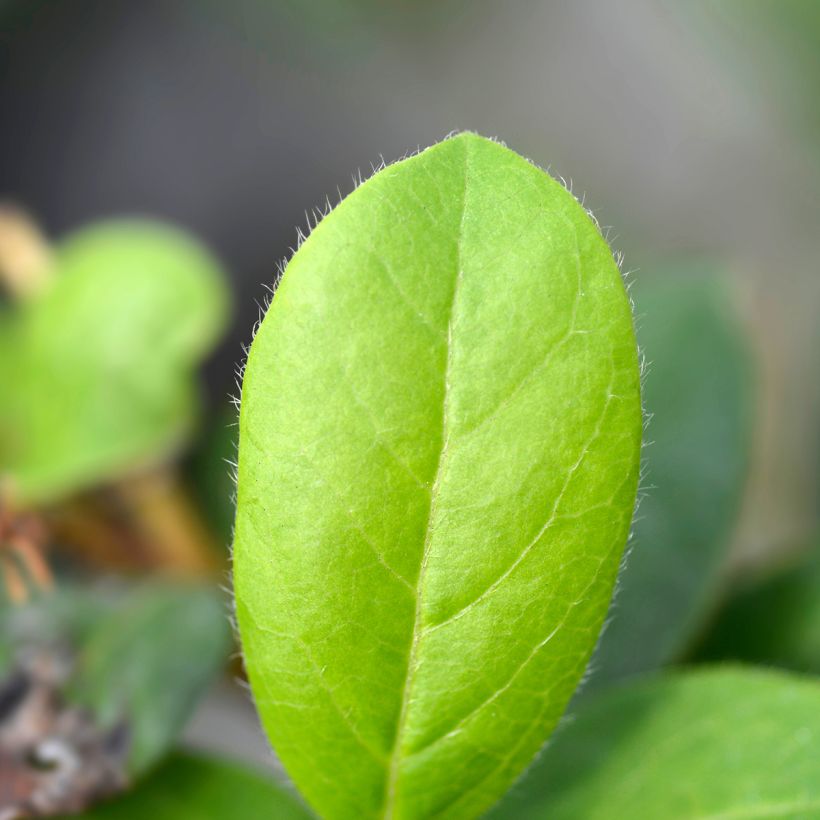 Viburnum tinus Gwenllian - Lauriersneeuwbal (Foliage)