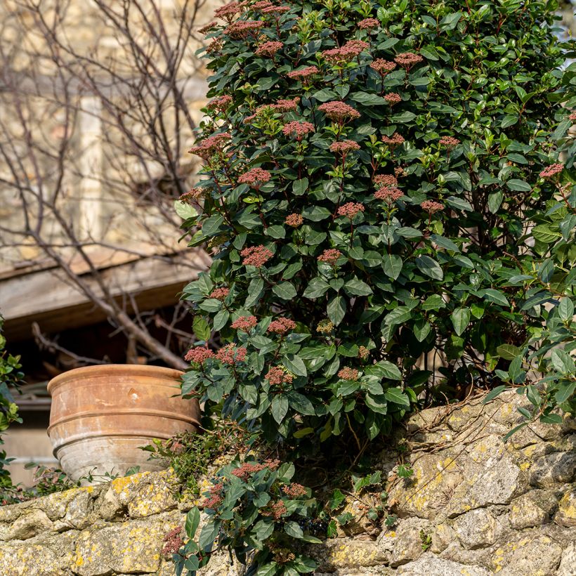 Viburnum tinus Gwenllian - Lauriersneeuwbal (Plant habit)