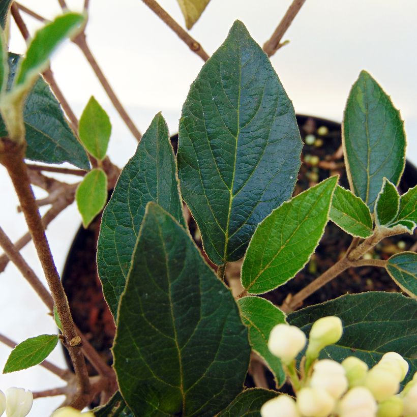 Viburnum Eskimo - Sneeuwbal (Foliage)