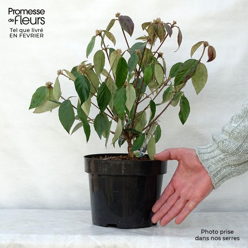 Example of Viorne - Viburnum Eskimo Pot van 2 l/3 l as you get in hiver