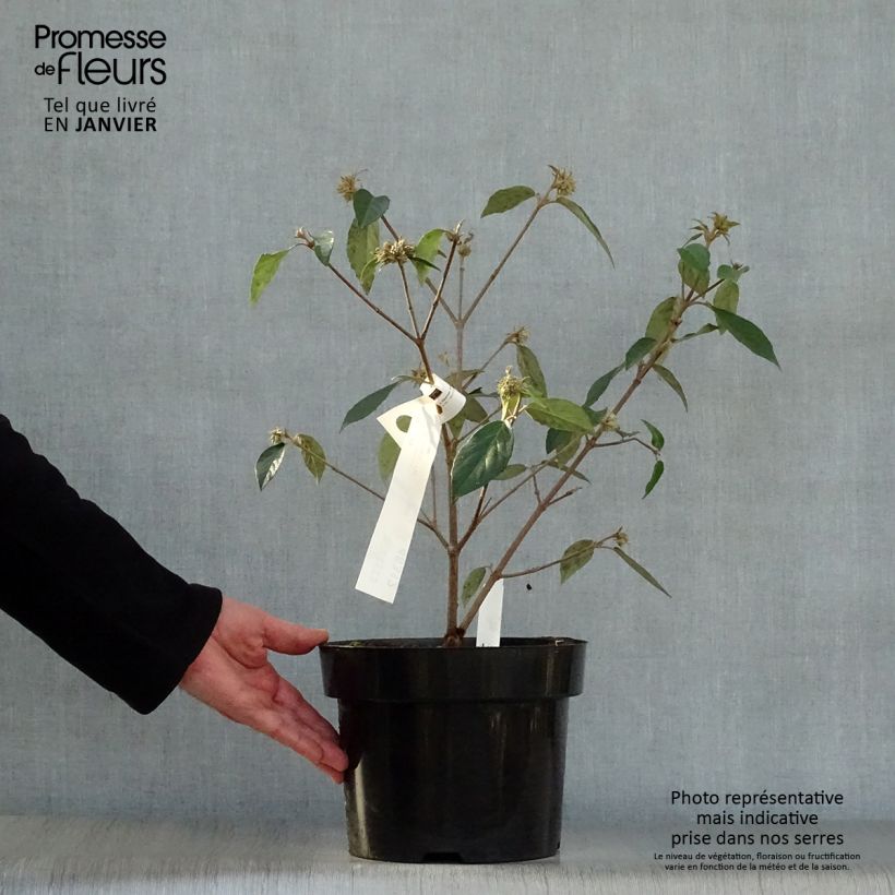 Example of Viorne - Viburnum Eskimo Pot van 4 l/5 l as you get in hiver