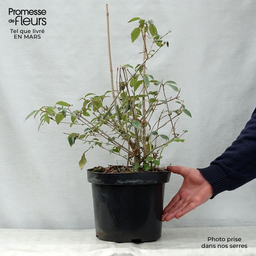 Exemplaar van Viburnum Eskimo - Sneeuwbal Pot van 4 l/5 l zoals geleverd in de lente
