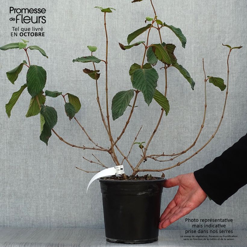 Exemplaar van Viburnum plicatum Mariesii Great Star - Japanse sneeuwbal Pot van 4 l/5 l zoals geleverd in de herfst