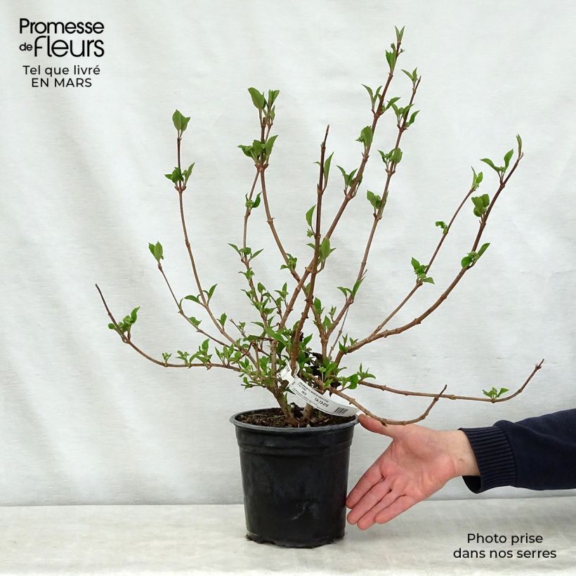 Exemplaar van Viburnum plicatum Mariesii Great Star - Japanse sneeuwbal Pot van 4 l/5 l zoals geleverd in de lente