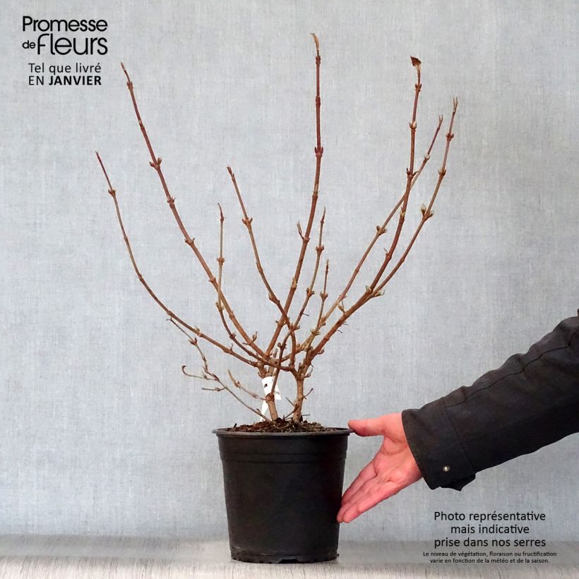 Example of Viorne de Chine - Viburnum plicatum Mariesii Great Star Pot van 4 l/5 l as you get in hiver