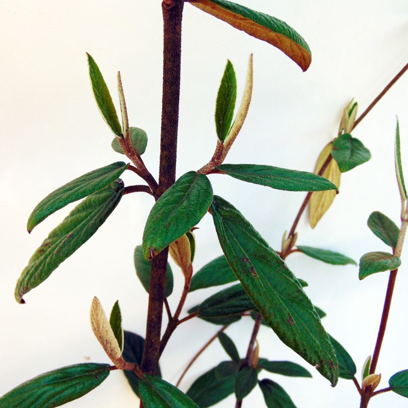 Viburnum Pragense - Sneeuwbal (Foliage)