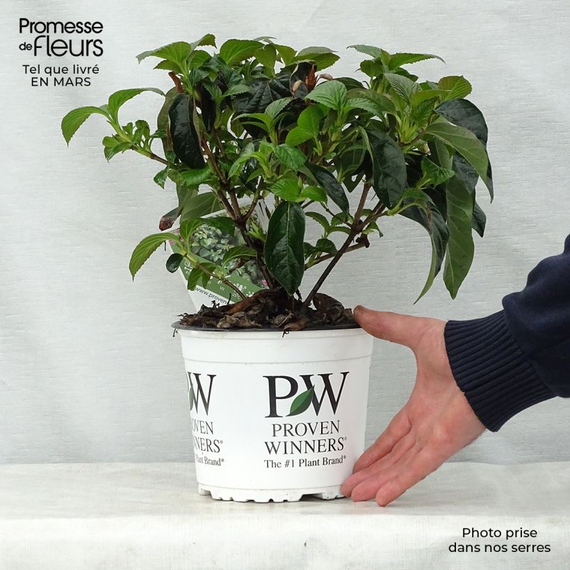 Exemplaar van Viburnum Shiny Dancer - Sneeuwbal Pot van 3 l/4 l zoals geleverd in de lente