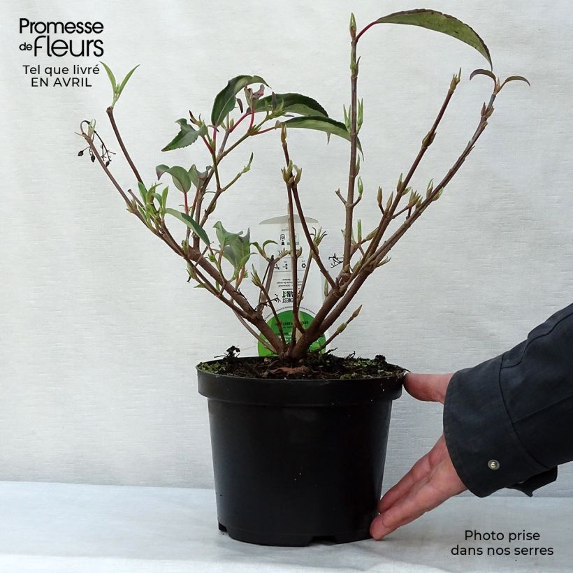 Exemplaar van Viburnum hillieri Winton - Sneeuwbal Pot van 3 l/4 l zoals geleverd in de lente