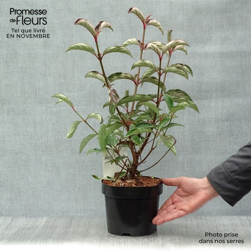 Exemplaar van Viburnum hillieri Winton - Sneeuwbal Pot van 3 l/4 l zoals geleverd in de herfst