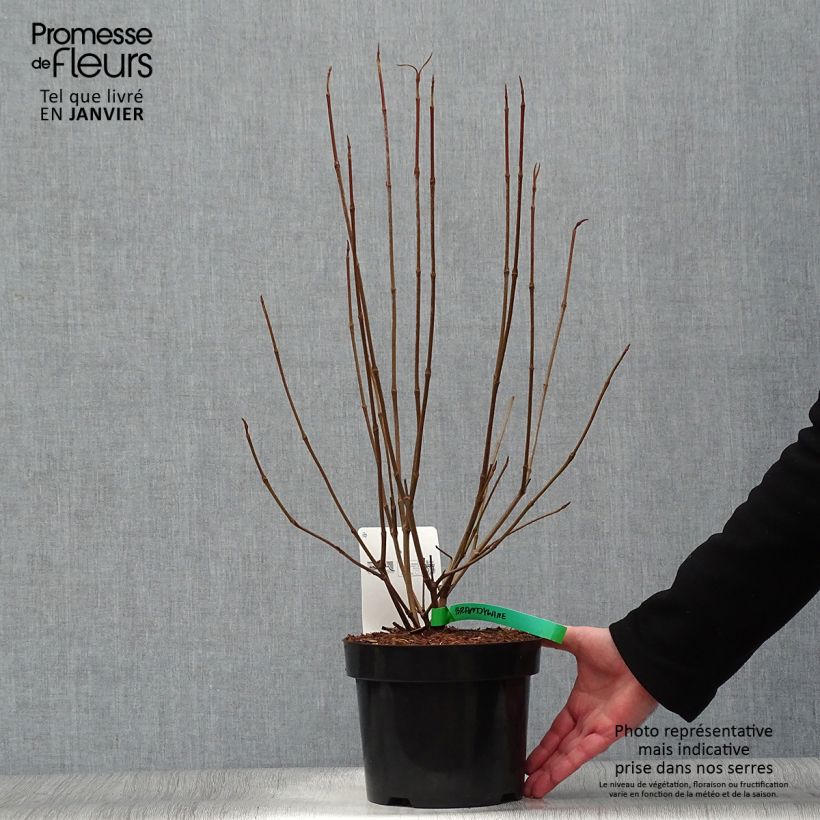 Example of Viorne - Viburnum nudum Brandywine Pot van 2 l/3 l as you get in hiver