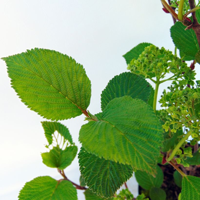 Viburnum plicatum Grandiflorum Noble - Japanse sneeuwbal (Foliage)