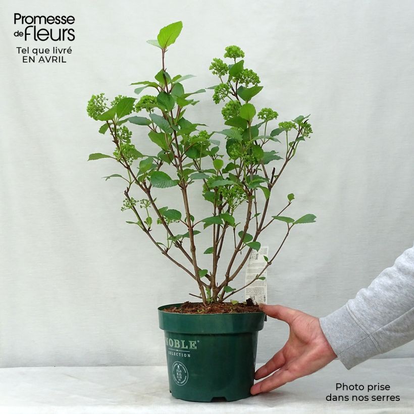 Exemplaar van Viburnum plicatum Grandiflorum Noble - Japanse sneeuwbal Pot van 2 l/3 l zoals geleverd in de lente