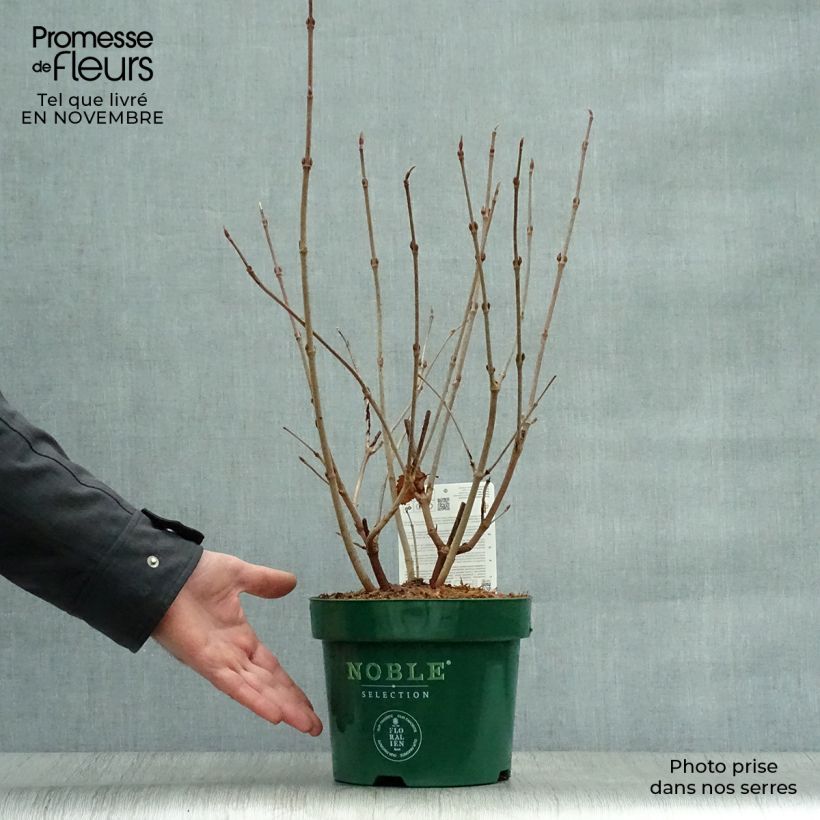 Exemplaar van Viburnum plicatum Grandiflorum Noble - Japanse sneeuwbal Pot van 2 l/3 l zoals geleverd in de herfst